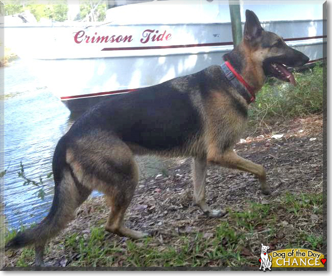 Chance the German Shepherd Dog, the Dog of the Day