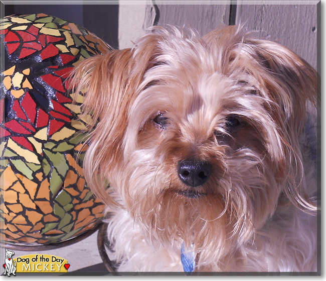 Mickey the Yorkshire Terrier, Poodle mix, the Dog of the Day