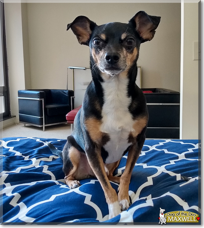 Maxwell the Miniature Pinscher/Chihuahua mix, the Dog of the Day