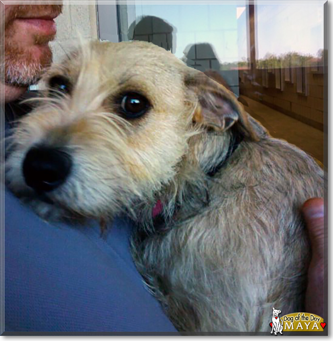 Maya the Terrier mix, the Dog of the Day