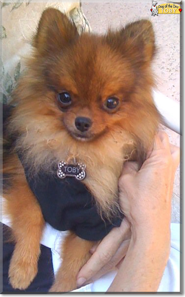 Toby the Pomeranian, the Dog of the Day