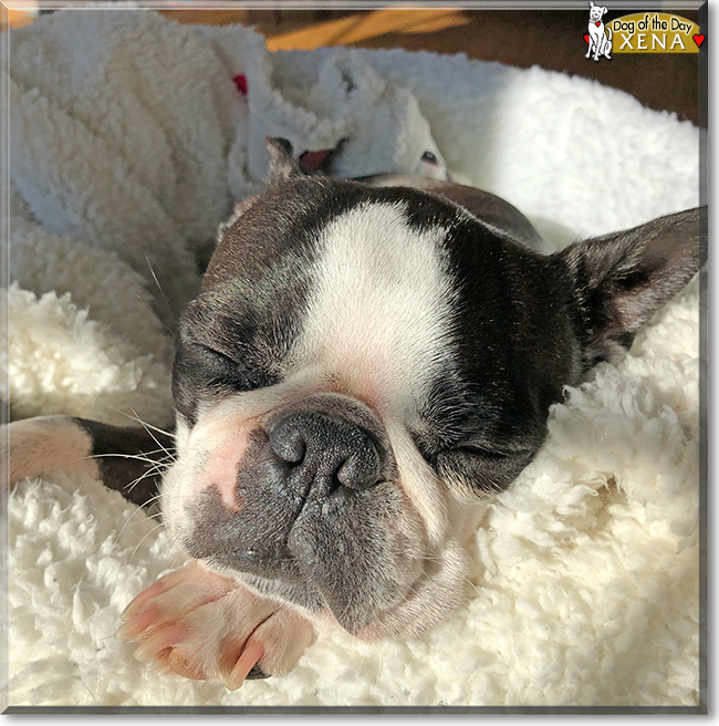 Xena the Boston Terrier, the Dog of the Day