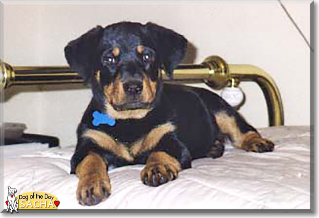 Sacha the Rottweiler, the Dog of the Day