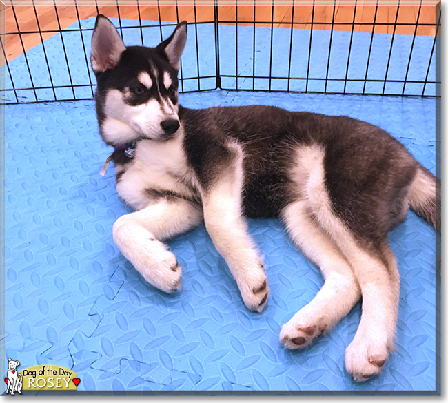 Rosey the Siberian Husky, the Dog of the Day