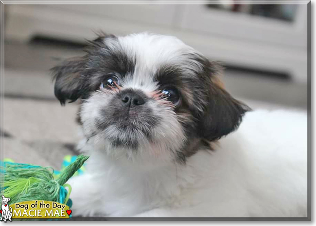 Macie Mae the Shih Tzu, Lhasa Apso mix, the Dog of the Day