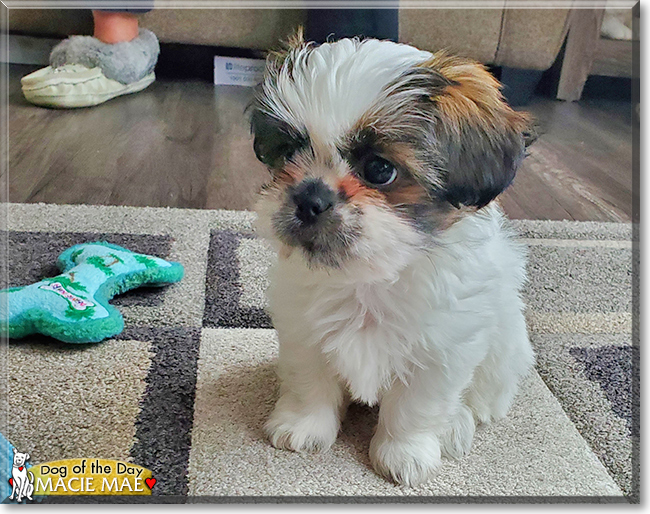 Macie Mae the Shih Tzu, Lhasa Apso mix, the Dog of the Day