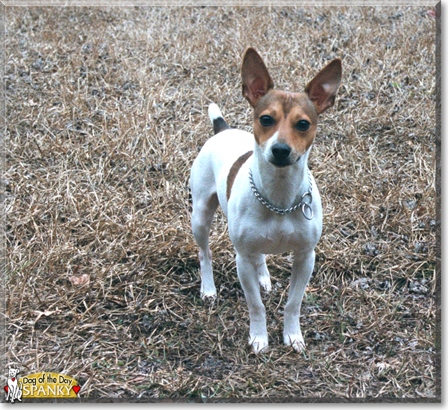 Spanky the Rat Terrier, the Dog of the Day
