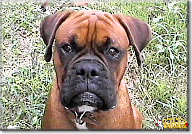 Cisco the Boxer, the Dog of the Day