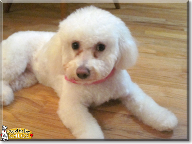 Chloe the Bichon Frise, the Dog of the Day