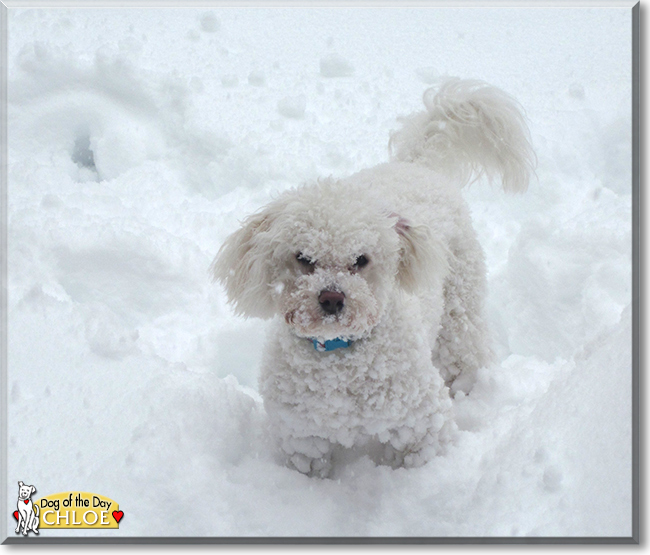 Chloe the Bichon Frise, the Dog of the Day