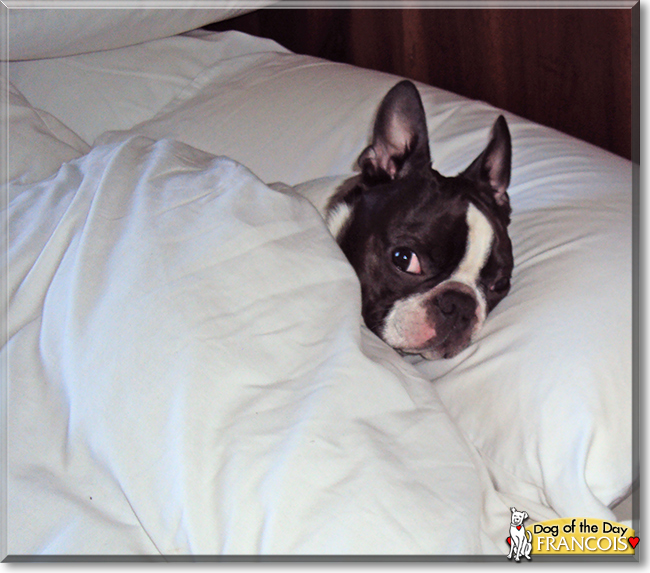 Francois the Boston Terrier, the Dog of the Day