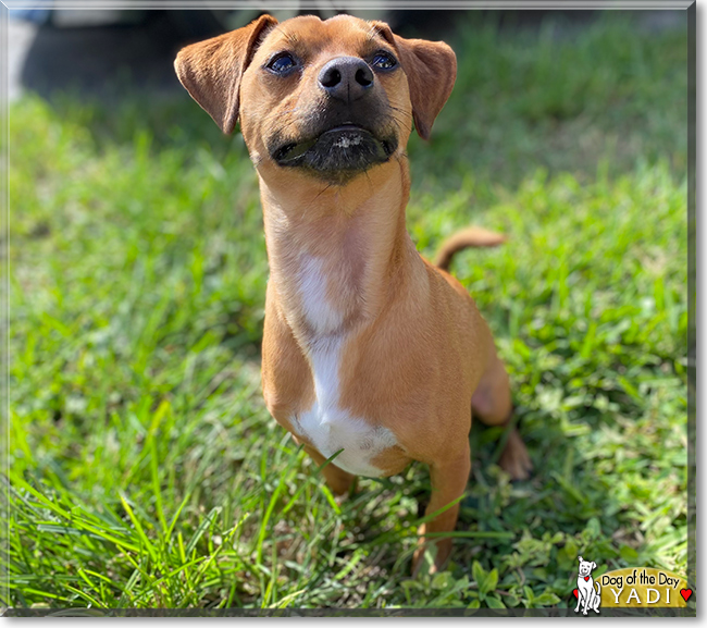 Yadi the Chihuahua, Miniature Pincher mix, the Dog of the Day