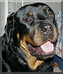 Troy the Rottweiler