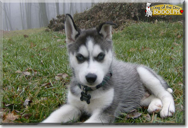 Bodolph the Siberian Husky, the Dog of the Day