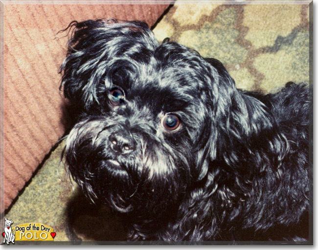 Polo the Pekinese, Poodle mix, the Dog of the Day