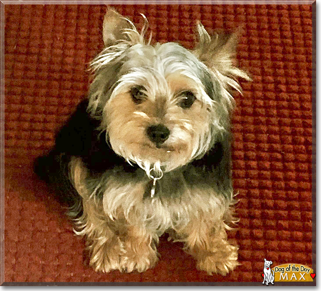 Max the Yorkshire Terrier, the Dog of the Day