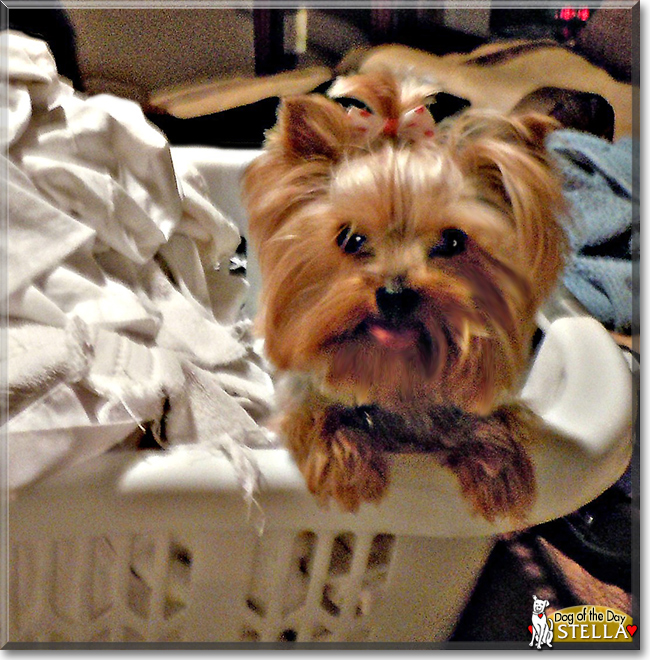 Stella the Yorkshire Terrier, the Dog of the Day
