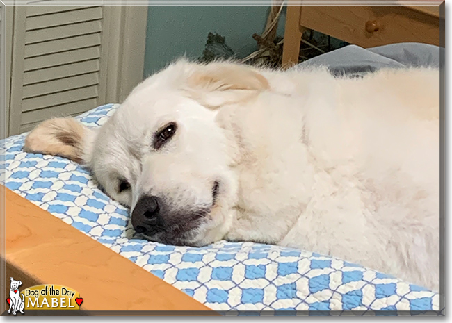 Mabel the Great Pyrenees, the Dog of the Day