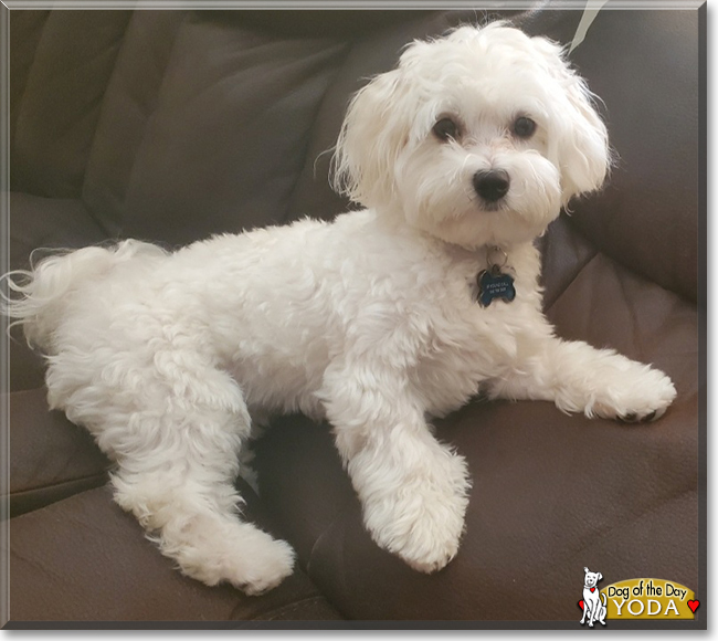 Yoda the Havanese/Maltese mix, the Dog of the Day