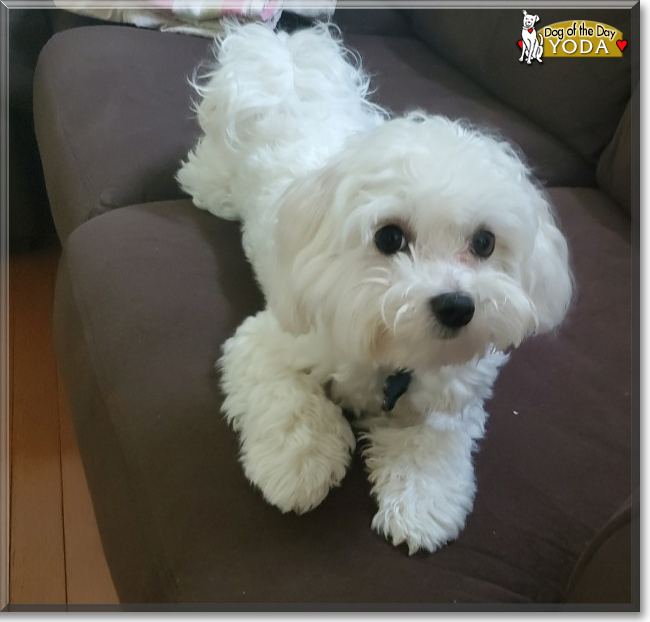 Yoda the Havanese/Maltese mix, the Dog of the Day