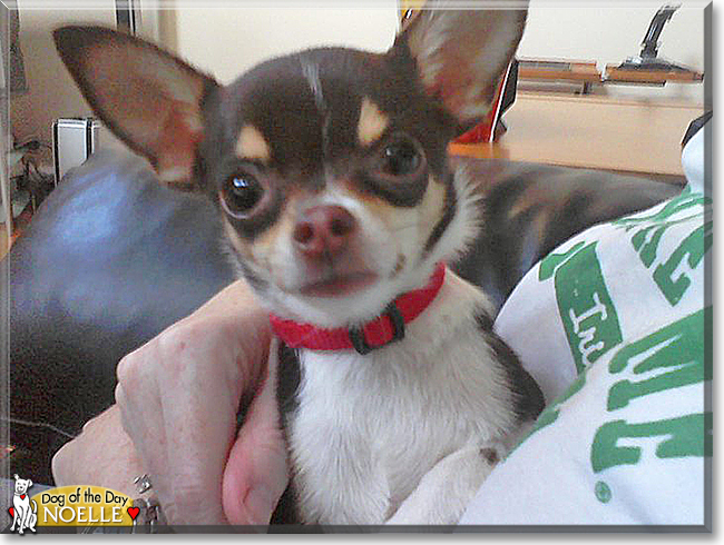 Noelle the Chihuahua, the Dog of the Day