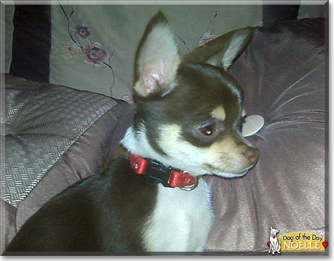 Noelle the Chihuahua, the Dog of the Day