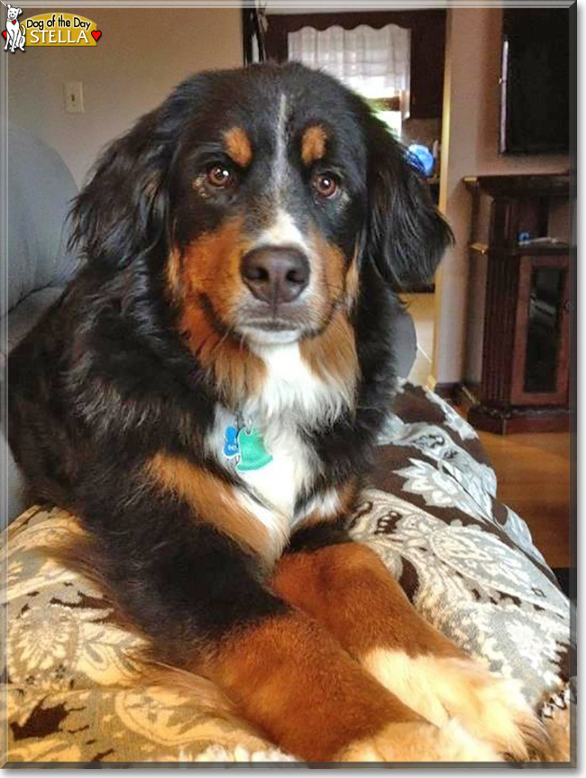 Stella the Bernese Mountain Dog, the Dog of the Day