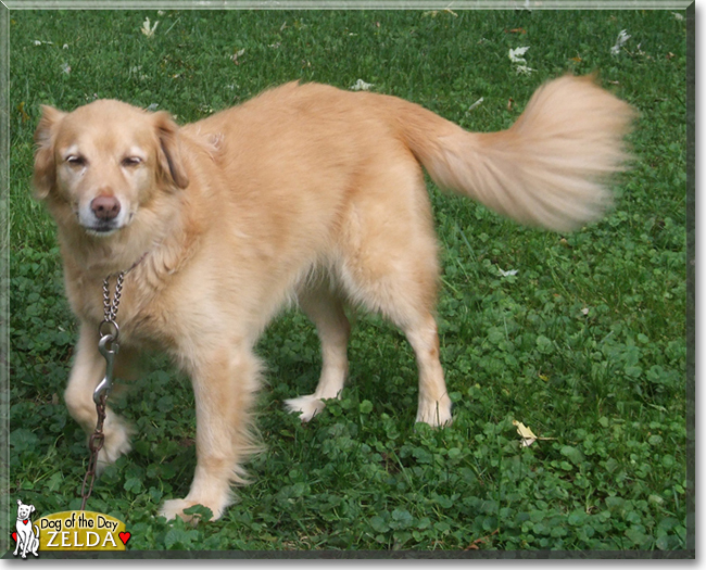 Zelda the Golden Retriever, Rottweiler mix, the Dog of the Day