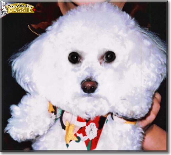 Cassie the Bichon Frise, the Dog of the Day