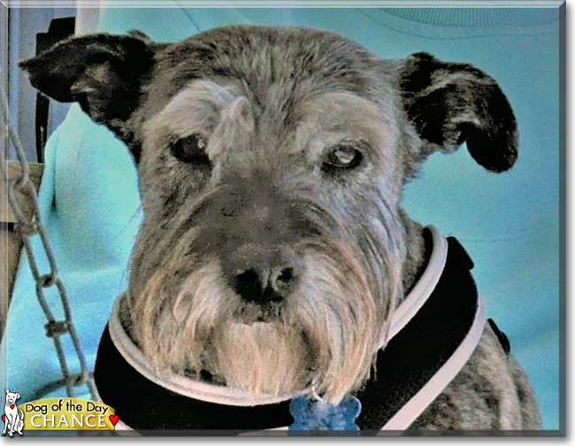 Chance the Miniature Schnauzer, the Dog of the Day