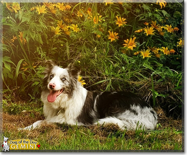 Gemini the Border Collie, the Dog of the Day