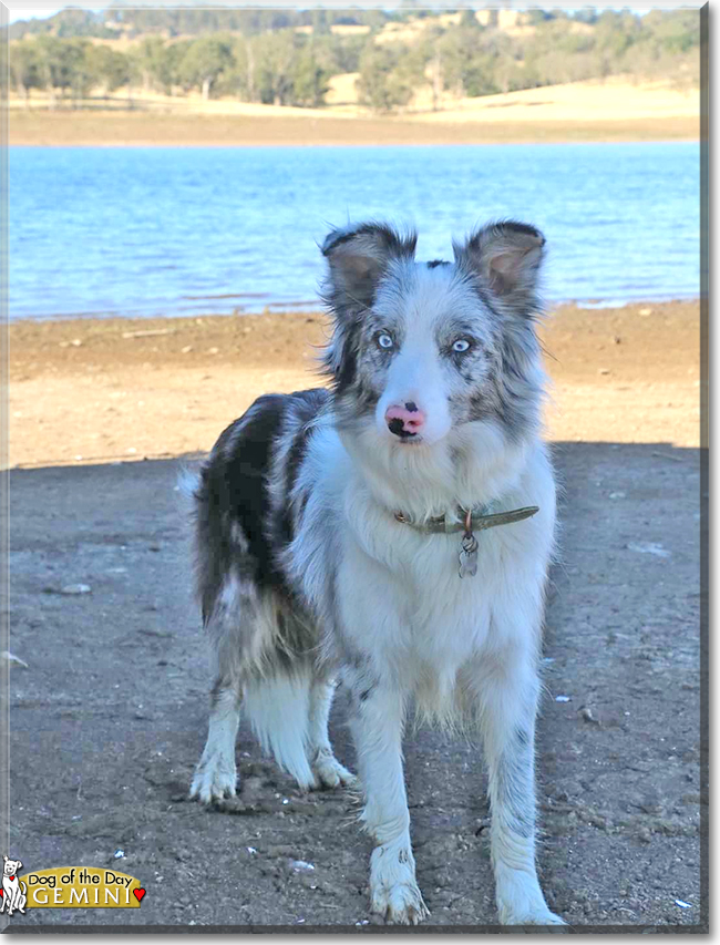 Gemini the Border Collie, the Dog of the Day