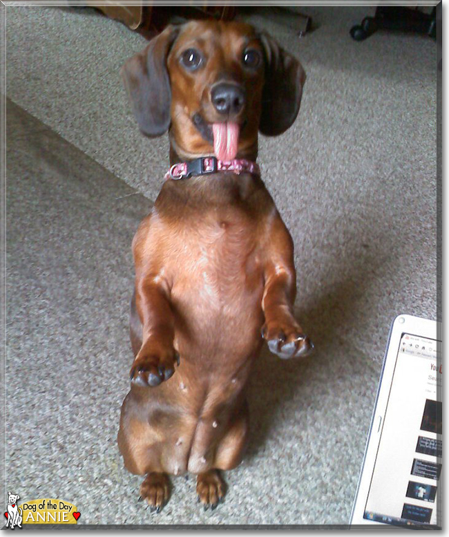 Annie the Miniature Dachshund, the Dog of the Day
