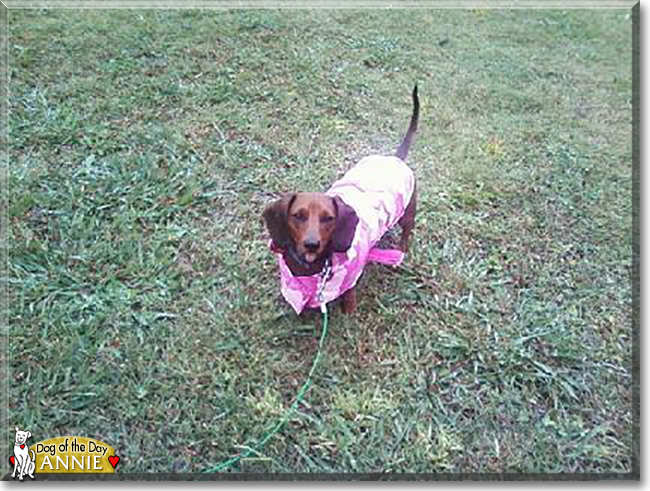 Annie the Miniature Dachshund, the Dog of the Day