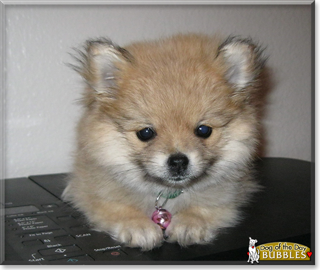 Bubbles the Pomeranian, the Dog of the Day
