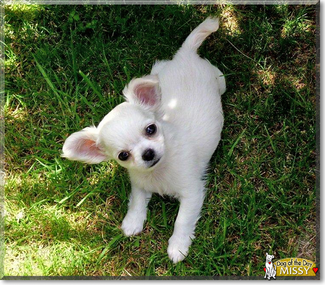 Missy the Chihuahua, the Dog of the Day