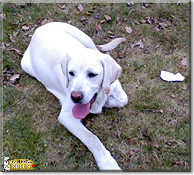 Rufus the Labrador Retriever, the Dog of the Day