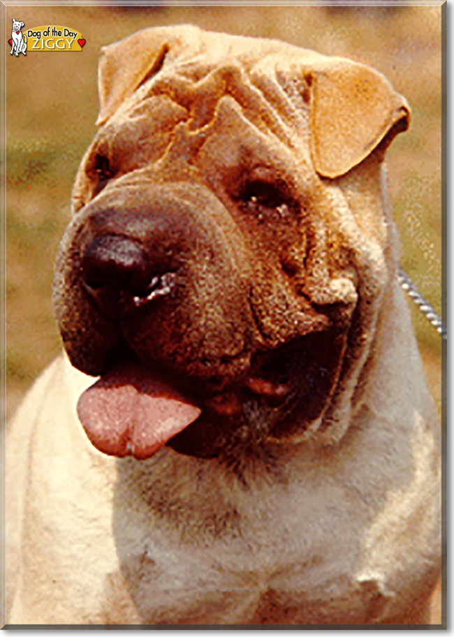 Ziggy the Chinese Shar Pei, the Dog of the Day