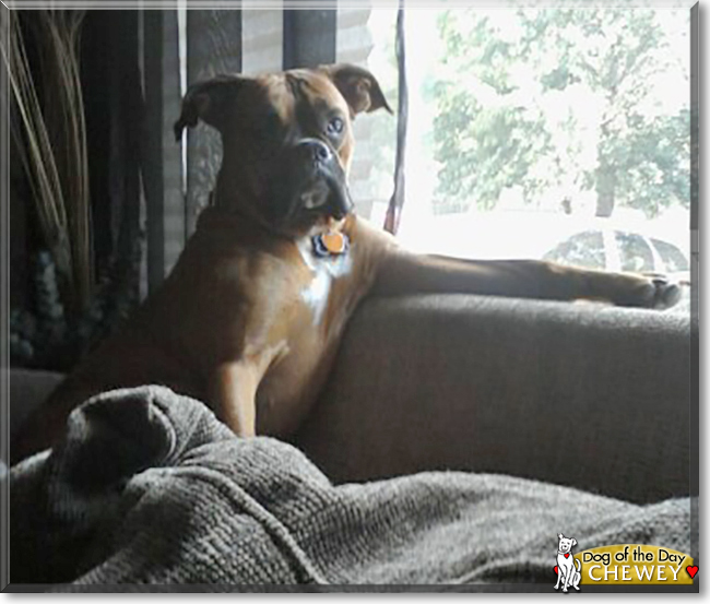 Chewey the Boxer, the Dog of the Day