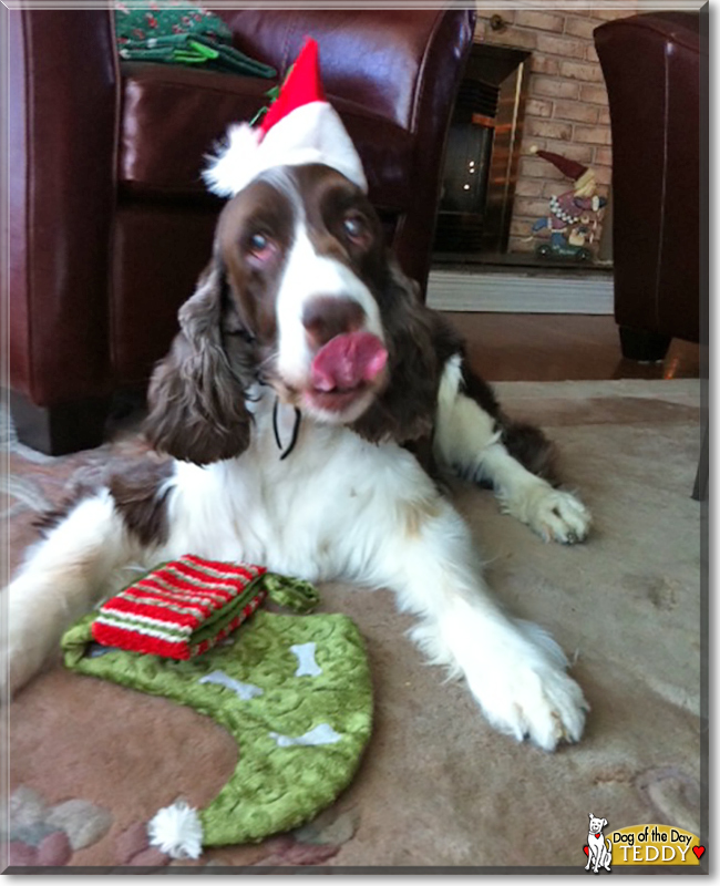 Teddy the English Springer Spaniel, the Dog of the Day