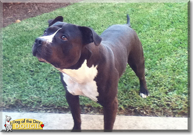 Dougie the American Staffordshire Terrier, the Dog of the Day