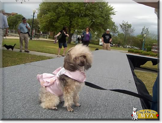 MYA the Yorkshire Terrier, Miniature Poodle mix, the Dog of the Day