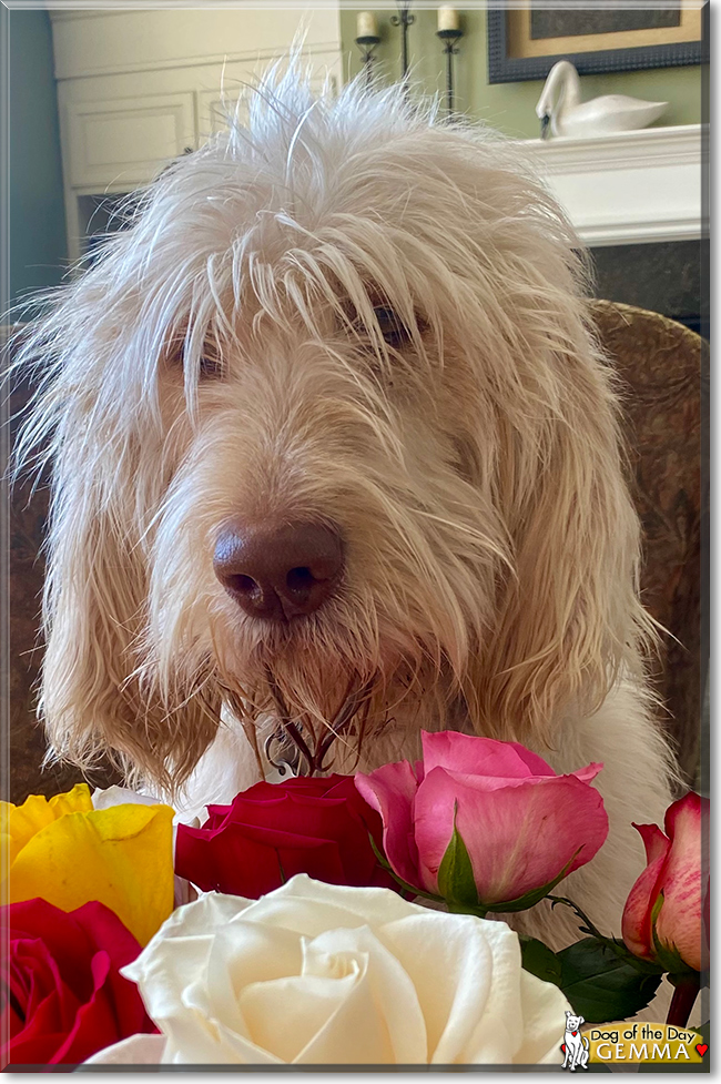 Gemma the Spinone Italiano, the Dog of the Day