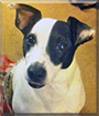 Sparky the Jack Russell Terrier