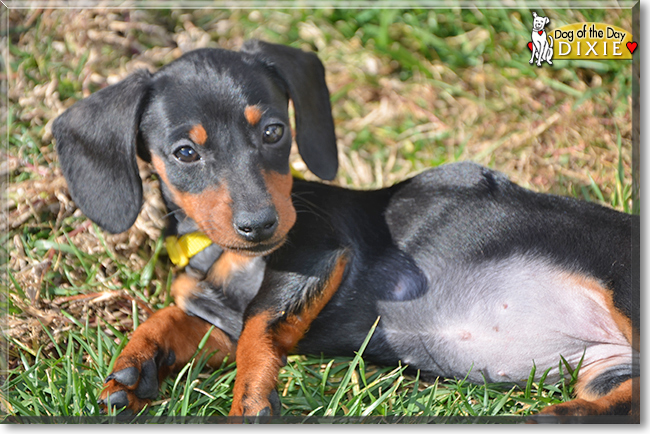 Dixie the Miniature Dachshund, the Dog of the Day