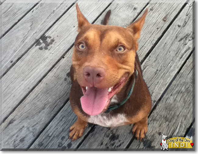 Indi the Kelpie cross, the Dog of the Day