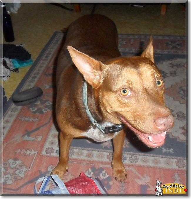 Indi the Kelpie cross, the Dog of the Day