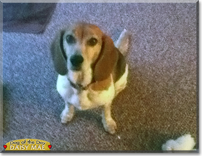 Daisy Mae the Beagle, the Dog of the Day