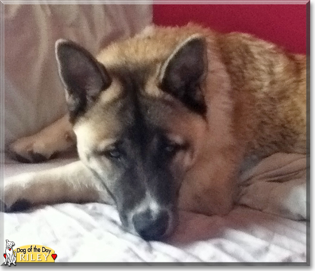 Riley the Akita Inu, the Dog of the Day