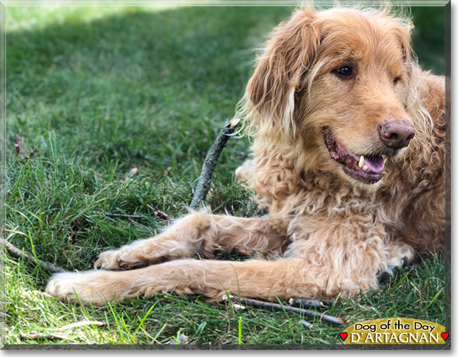 d'Artagnan the Golden Retriever, Standard Poodle mix, the Dog of the Day